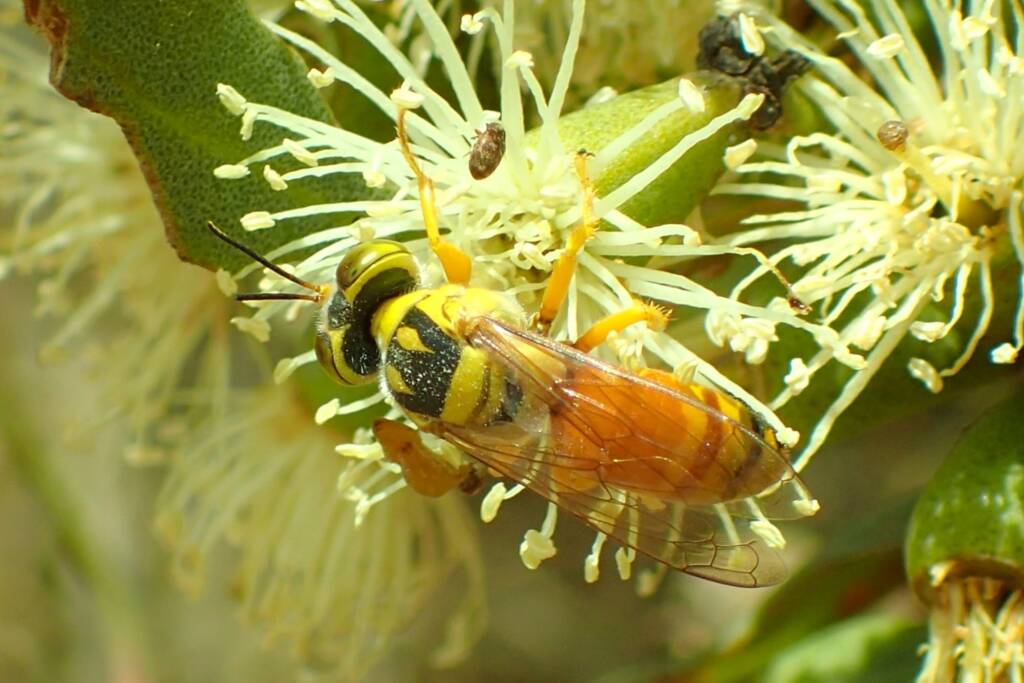 Bembix sp (on Eucalyptus platypus), Midwest WA © Gary Taylor
