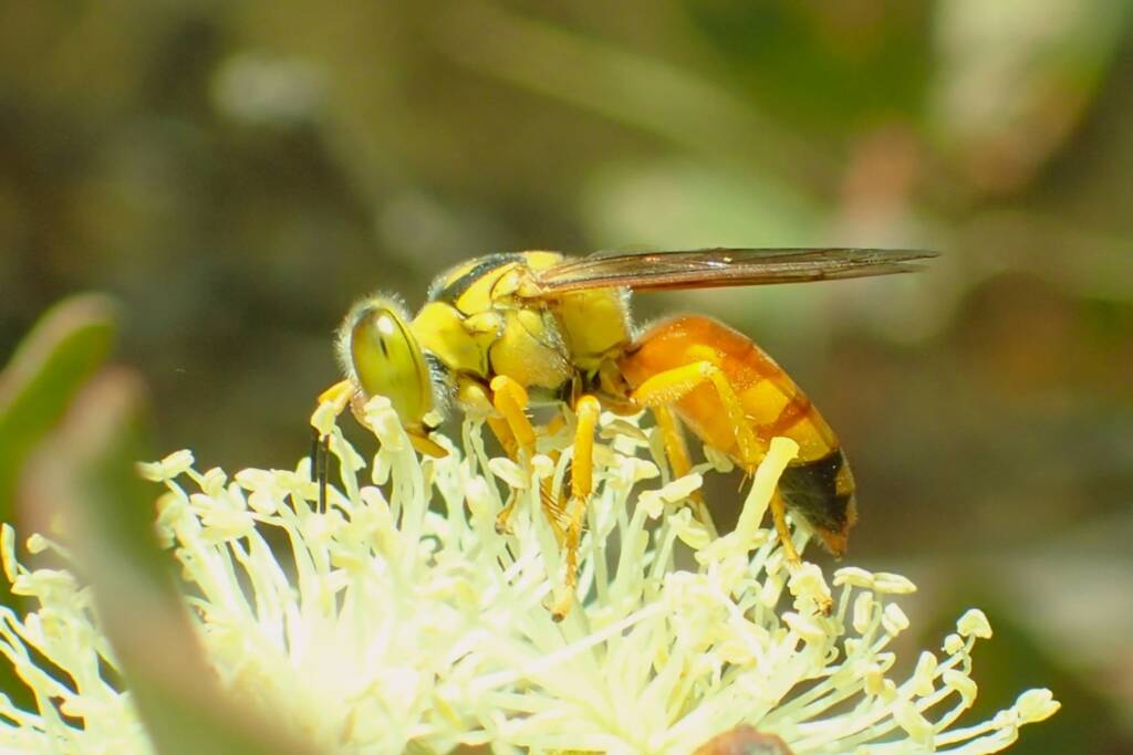 Bembix sp (on Eucalyptus platypus), Midwest WA © Gary Taylor