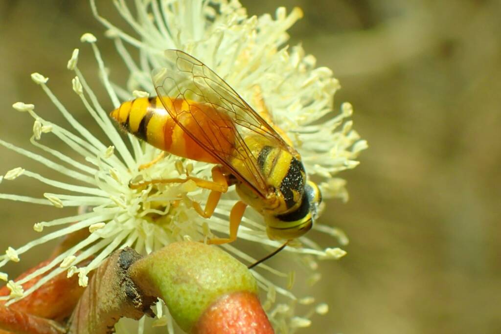 Bembix sp (on Eucalyptus platypus), Midwest WA © Gary Taylor