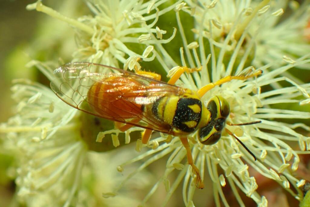 Bembix sp (on Eucalyptus platypus), Midwest WA © Gary Taylor