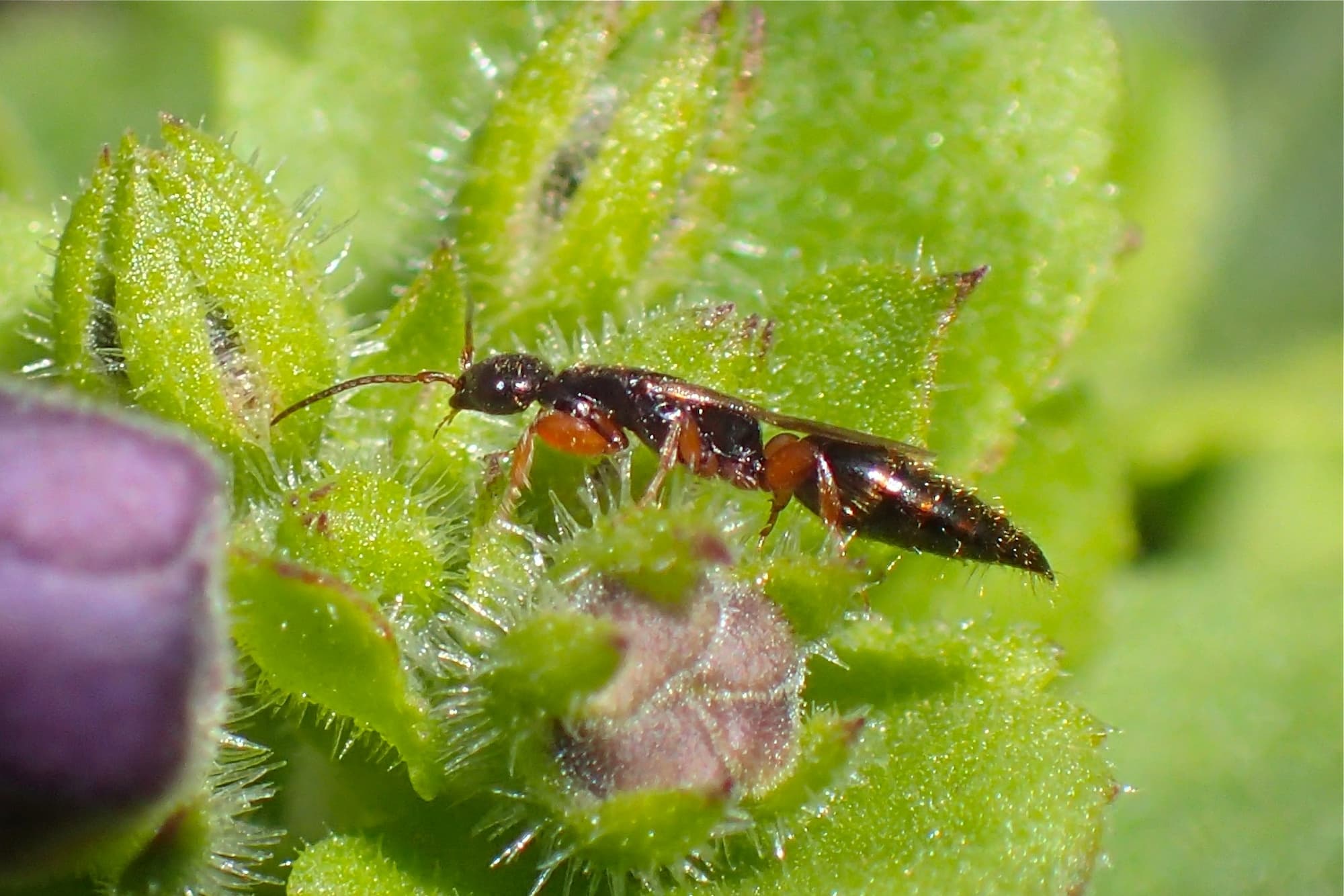 Family Bethylidae (wasp), Geraldton, Midwest WA © Gary Taylor