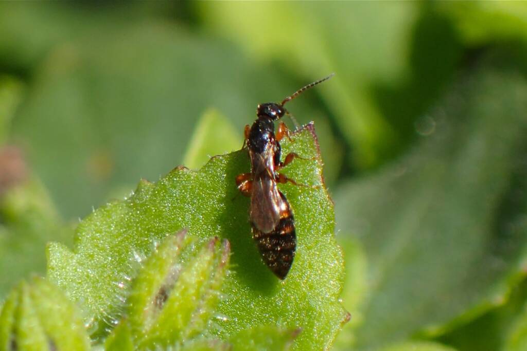 Family Bethylidae (wasp), Geraldton, Midwest WA © Gary Taylor