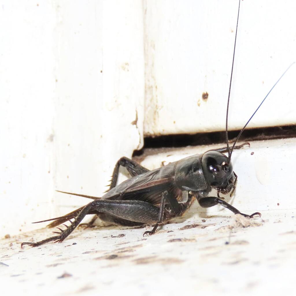 Black Field Cricket (Teleogryllus commodus), (NATURA Issue 11) © Deb Taylor