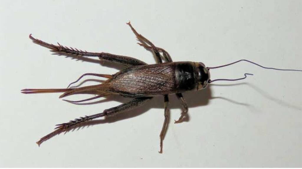 Black Field Cricket (Teleogryllus commodus), (NATURA Issue 11) © Deb Taylor