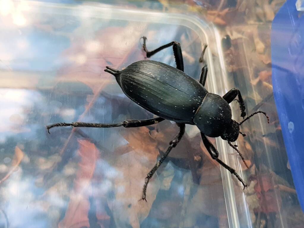 Blaps polychresta (Egyptian Beetle), Alice Springs NT