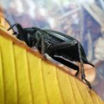 Blaps polychresta (Egyptian Beetle), Alice Springs NT