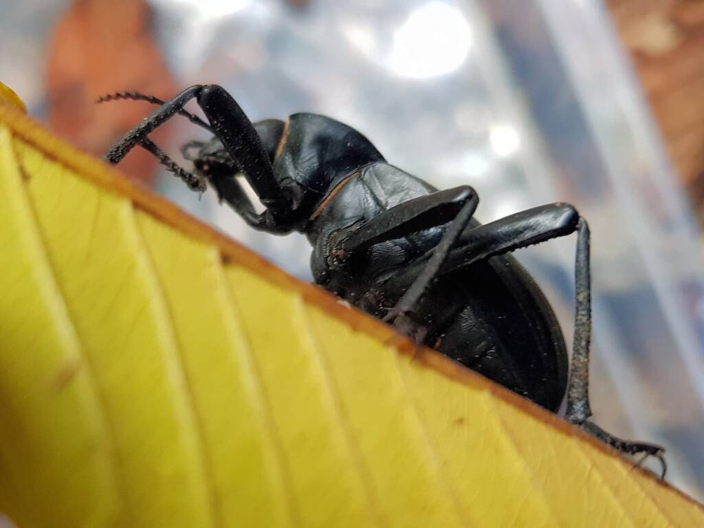 Blaps polychresta (Egyptian Beetle), Alice Springs NT