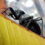 Blaps polychresta (Egyptian Beetle), Alice Springs NT