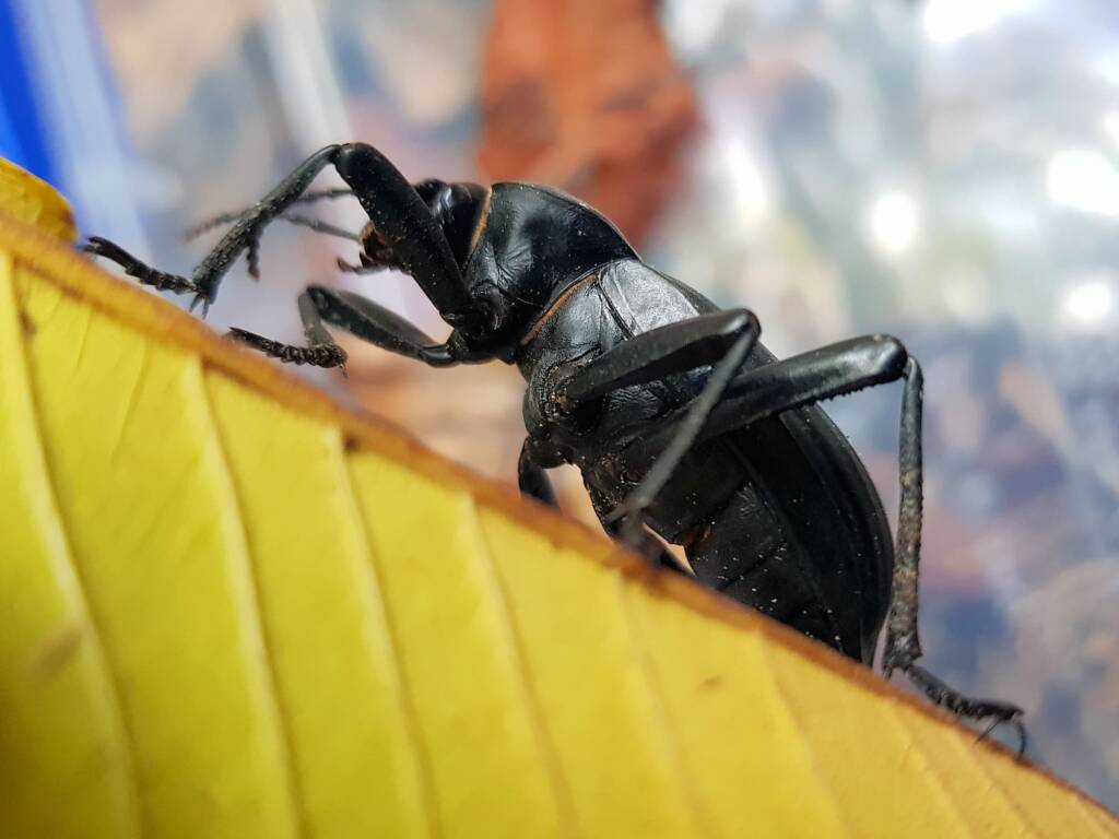 Blaps polychresta (Egyptian Beetle), Alice Springs NT