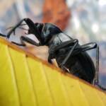 Blaps polychresta (Egyptian Beetle), Alice Springs NT