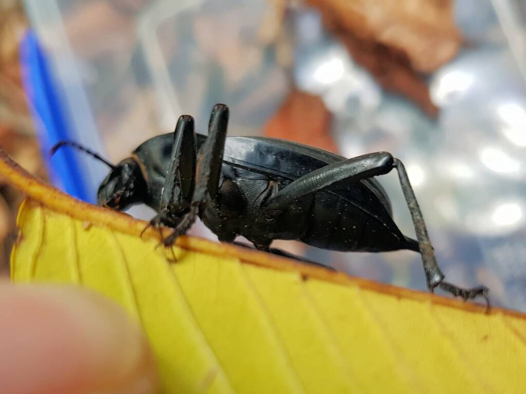 Blaps polychresta (Egyptian Beetle), Alice Springs NT