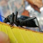 Blaps polychresta (Egyptian Beetle), Alice Springs NT