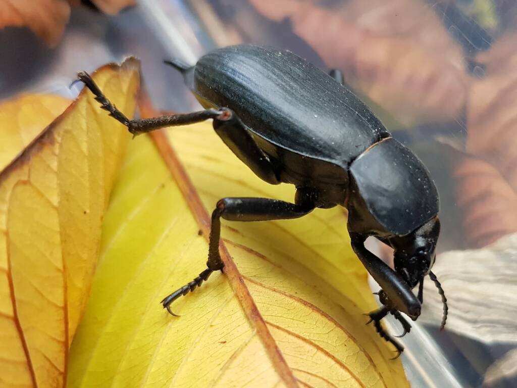 Blaps polychresta (Egyptian Beetle), Alice Springs NT
