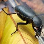 Blaps polychresta (Egyptian Beetle), Alice Springs NT