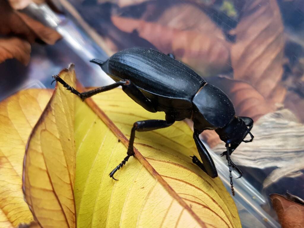 Blaps polychresta (Egyptian Beetle), Alice Springs NT