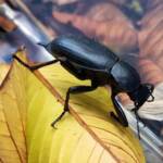 Blaps polychresta (Egyptian Beetle), Alice Springs NT
