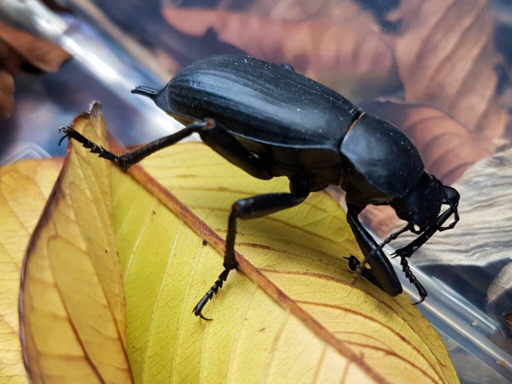 Blaps polychresta (Egyptian Beetle), Alice Springs NT