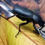 Blaps polychresta (Egyptian Beetle), Alice Springs NT