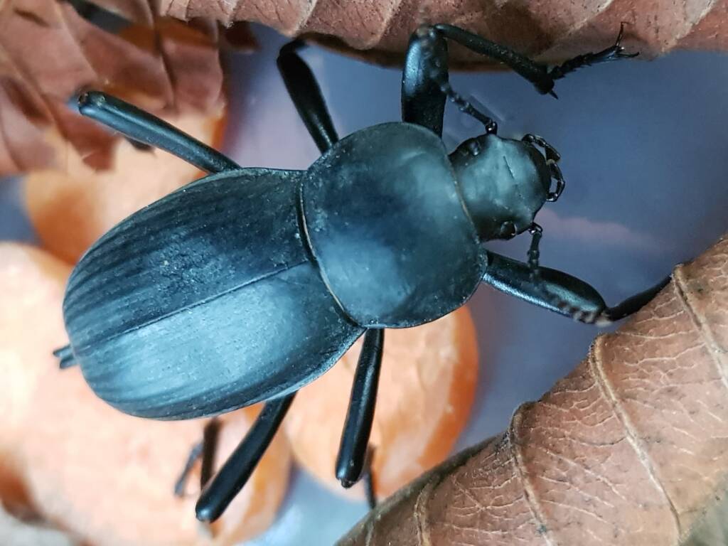 Blaps polychresta (Egyptian Beetle), Alice Springs NT
