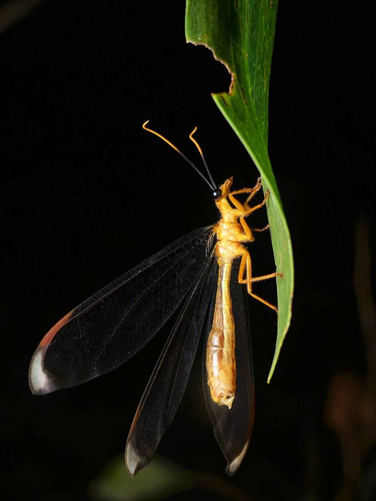 Blue Eyes Lacewing (Nymphes myrmeleonoides), Gold Coast QLD © Stefan Jones