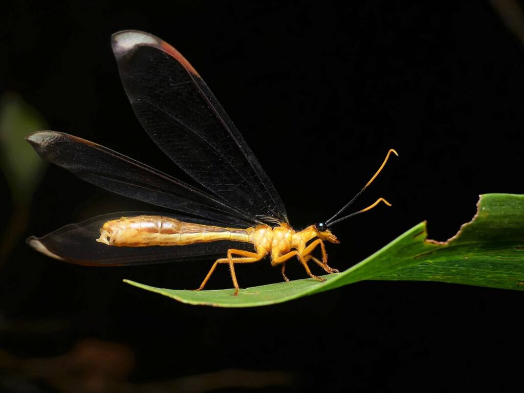 Blue Eyes Lacewing (Nymphes myrmeleonoides), Gold Coast QLD © Stefan Jones