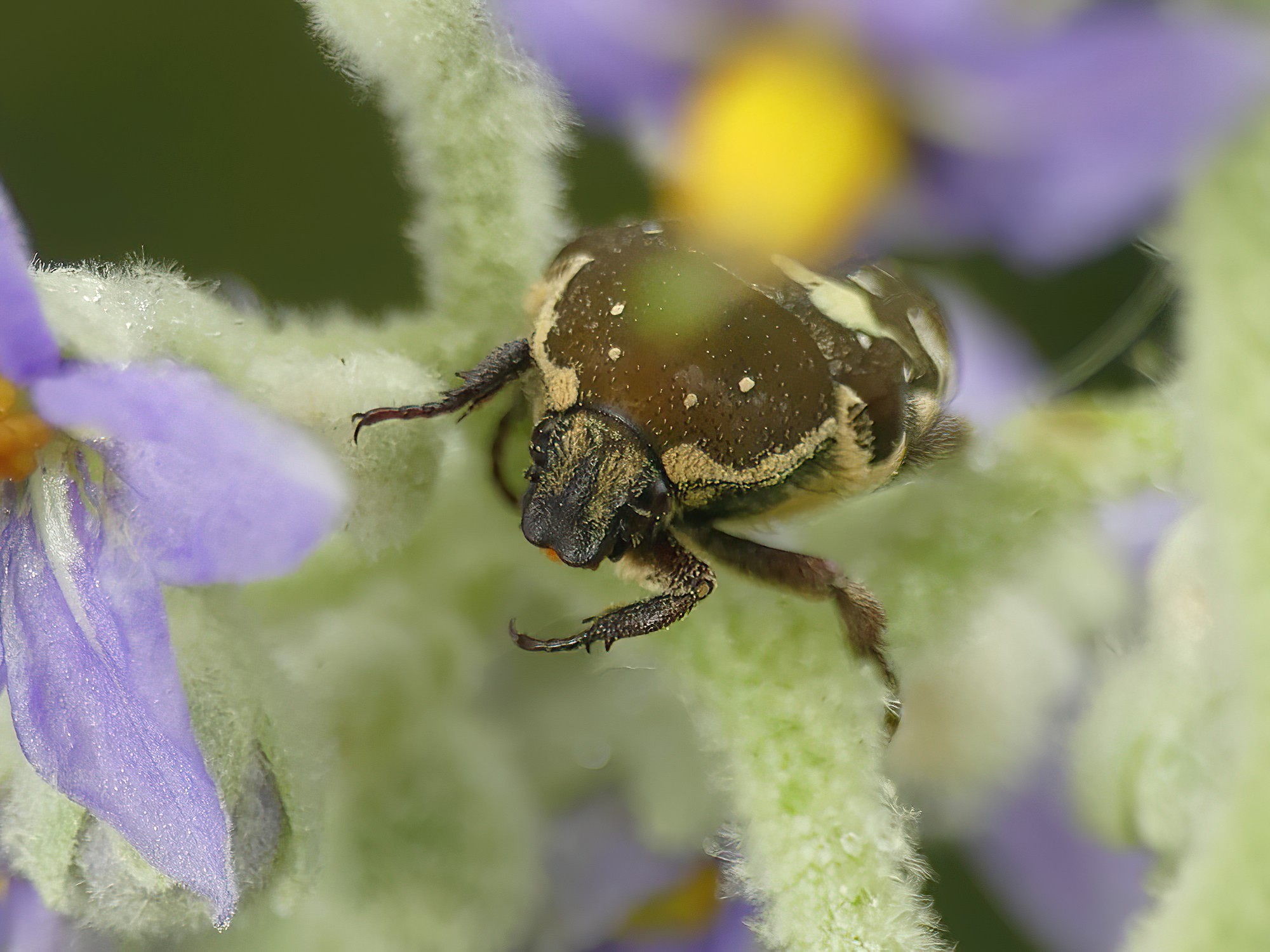 Brown Flower Beetle (Glycyphana stolata), Gold Coast QLD © Stefan Jones