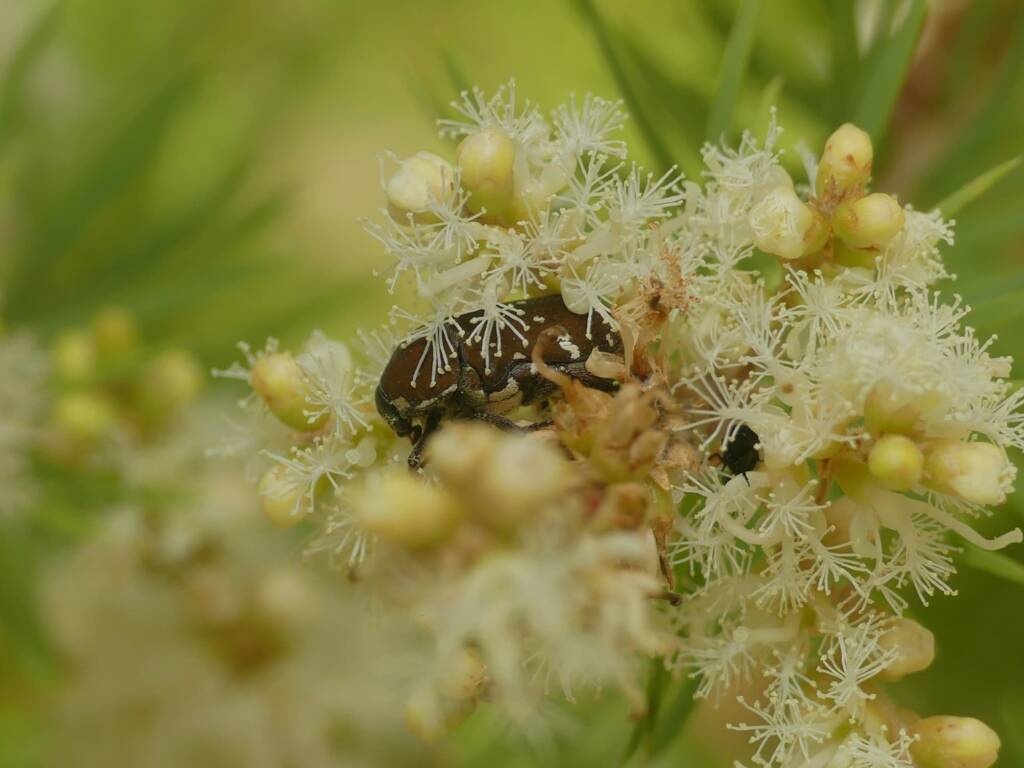 Brown Flower Beetle (Glycyphana stolata), Gold Coast QLD © Stefan Jones