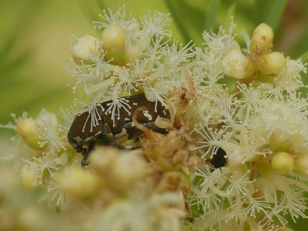 Brown Flower Beetle (Glycyphana stolata), Gold Coast QLD © Stefan Jones