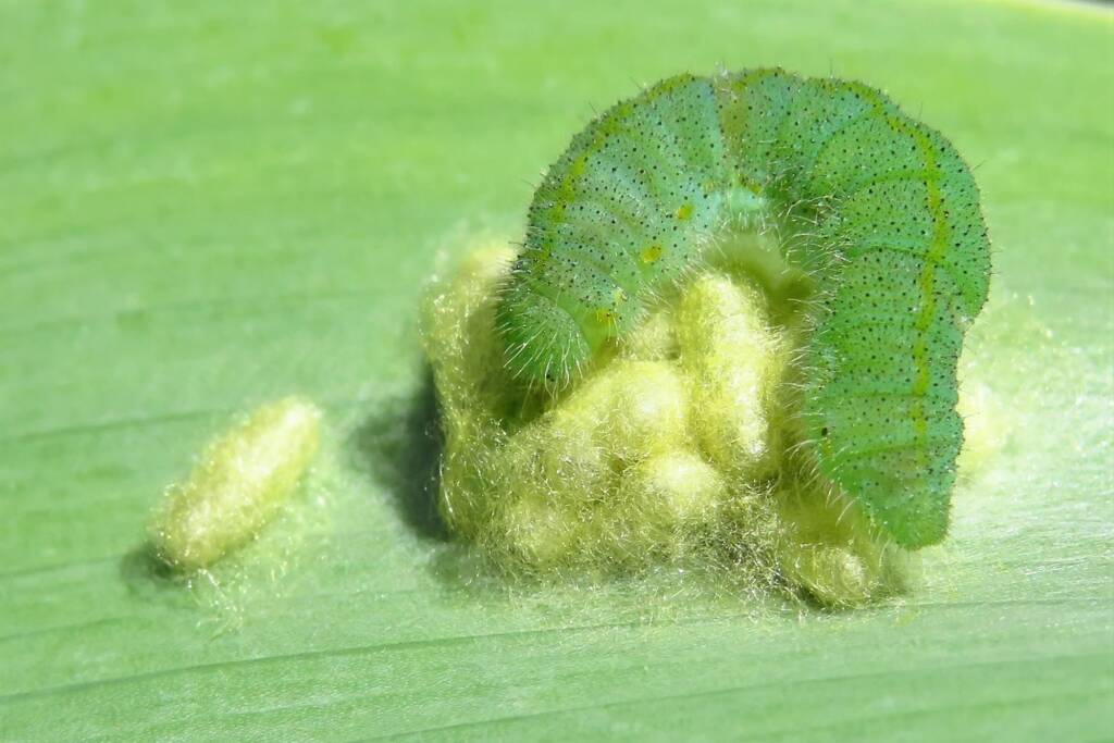 Cabbage White Parasitoid Wasp (Cotesia glomerata), (NATURA Issue 11) © Deb Taylor