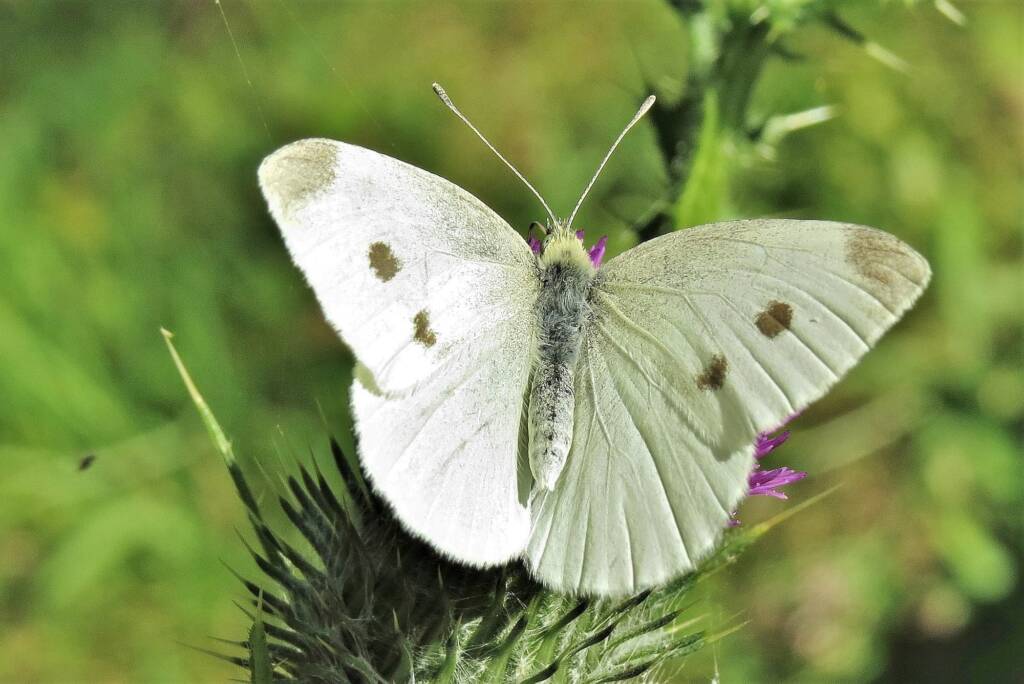 Cabbage White (Pieris rapae), (NATURA Issue 11) © Deb Taylor