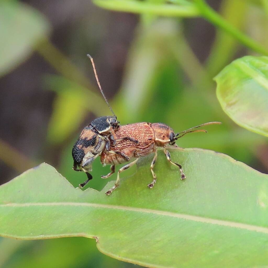 Cadmus luctuosus, (NATURA Issue 11) © Deb Taylor