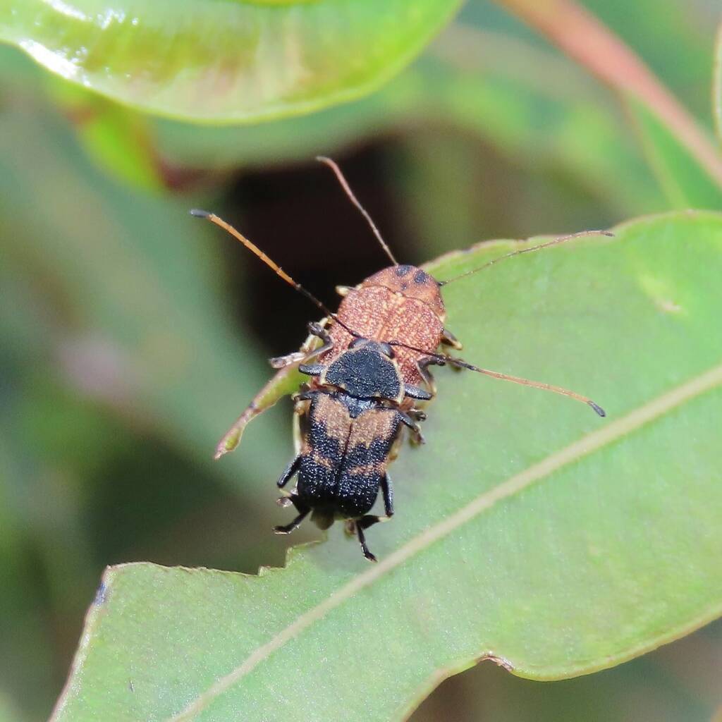 Cadmus luctuosus, (NATURA Issue 11) © Deb Taylor