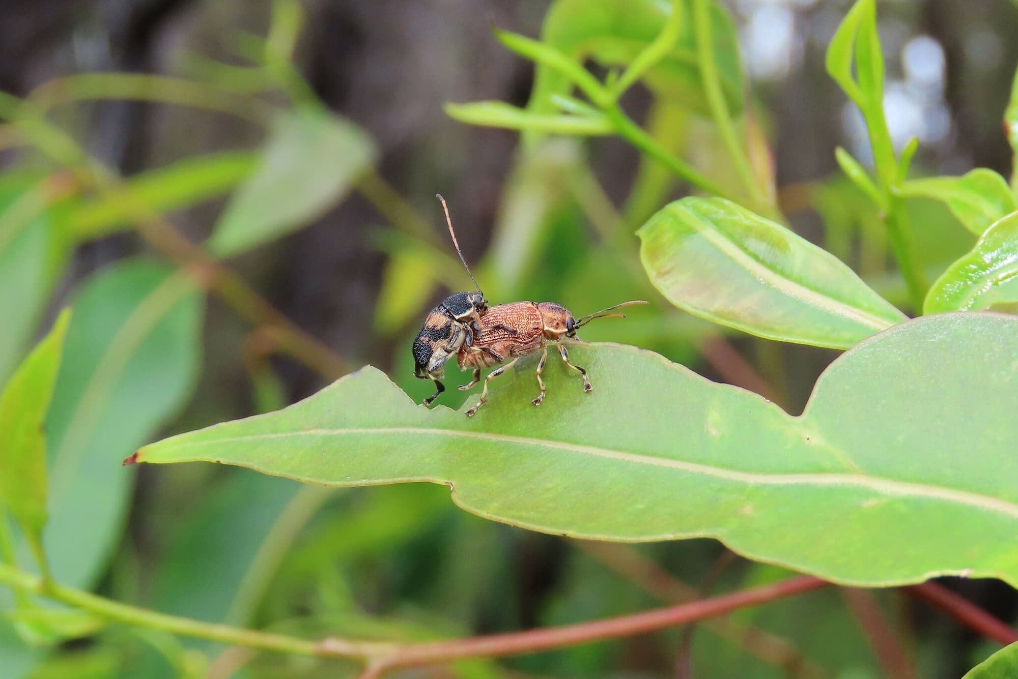 Cadmus luctuosus, Wallaga Lake NSW © Deb Taylor