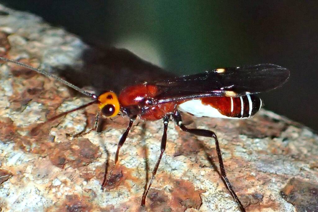 Callibracon sp Braconid Wasp (family Braconidae), Midwest WA © Gary Taylor