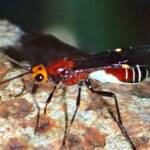 Callibracon sp Braconid Wasp (family Braconidae), Midwest WA © Gary Taylor