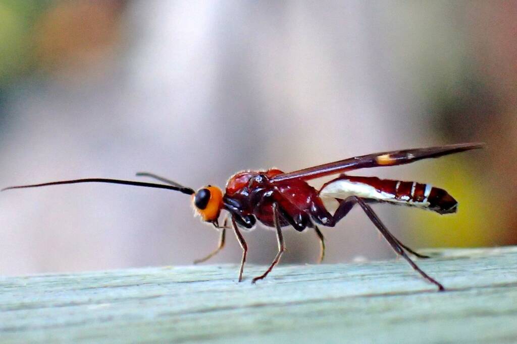 Callibracon sp Braconid Wasp (family Braconidae), Midwest WA © Gary Taylor