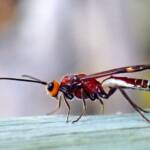 Callibracon sp Braconid Wasp (family Braconidae), Midwest WA © Gary Taylor