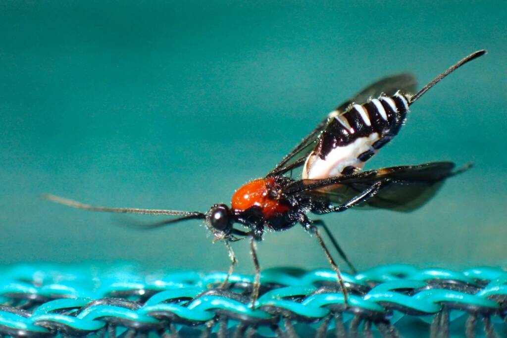Callibracon sp Braconid Wasp (family Braconidae), Midwest WA © Gary Taylor
