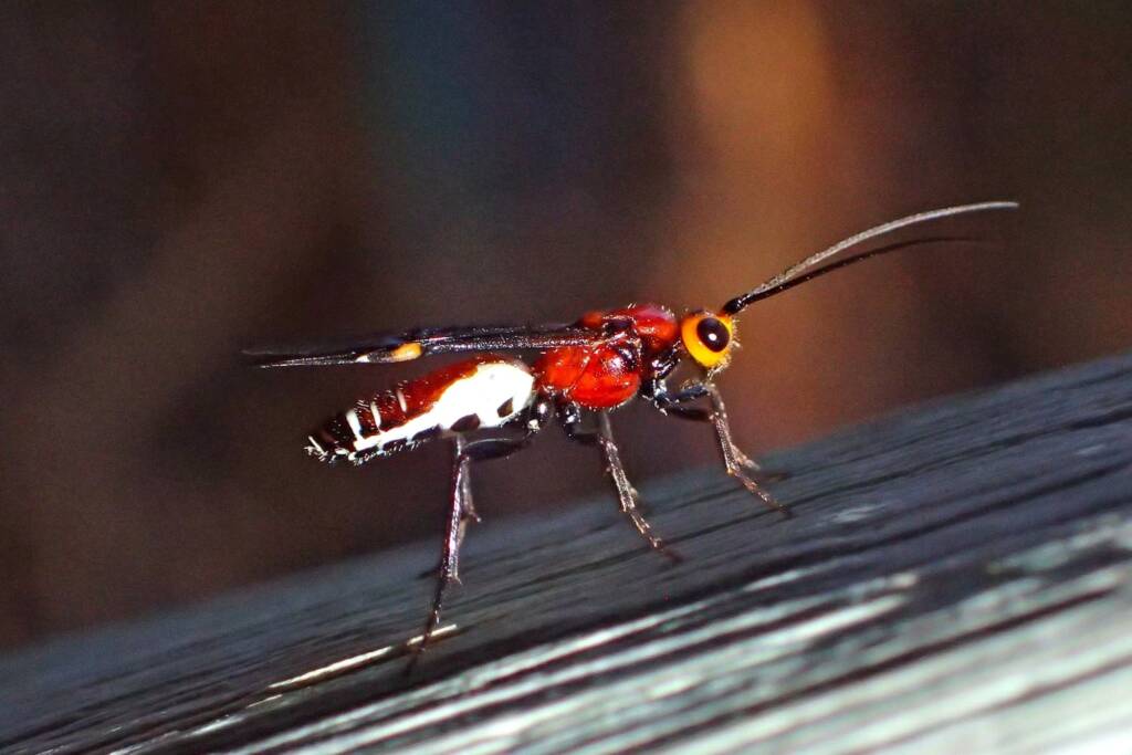 Callibracon sp Braconid Wasp (family Braconidae), Midwest WA © Gary Taylor