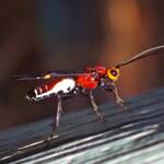 Callibracon sp Braconid Wasp (family Braconidae), Midwest WA © Gary Taylor