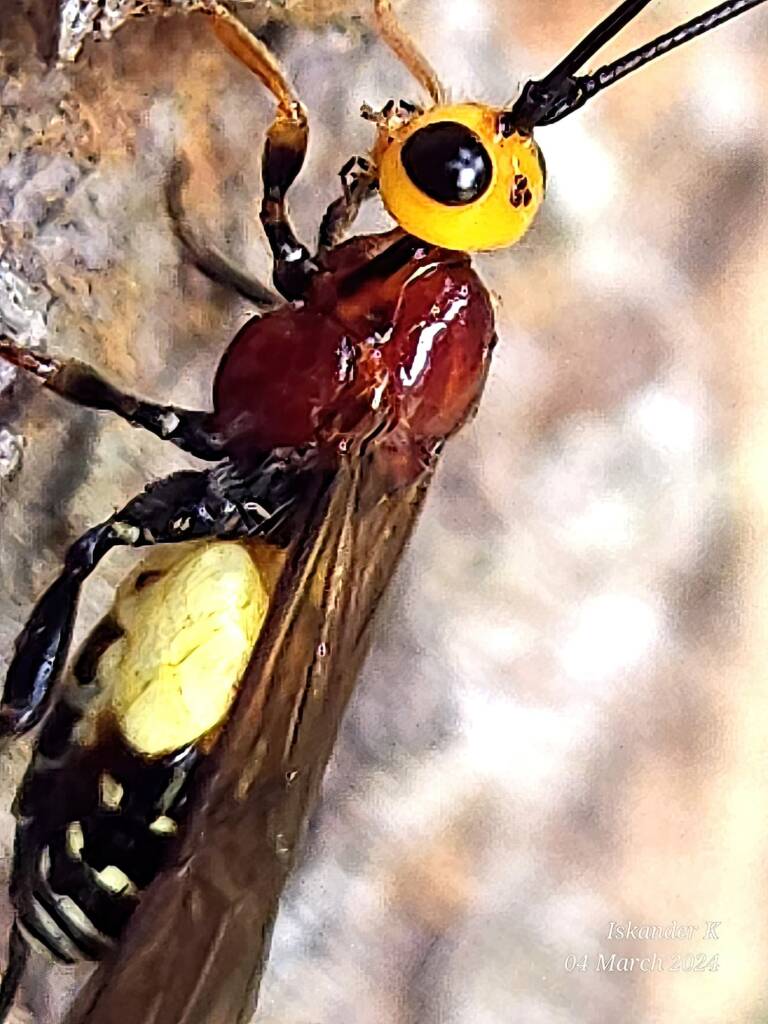 Callibracon sp Braconid Wasp, Enoggera Reservoir QLD © Iskander Kaliananda