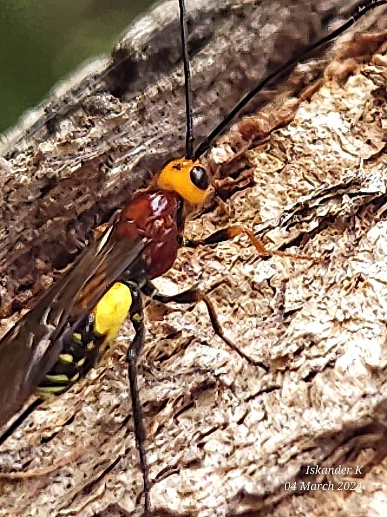 Callibracon sp Braconid Wasp, Enoggera Reservoir QLD © Iskander Kaliananda