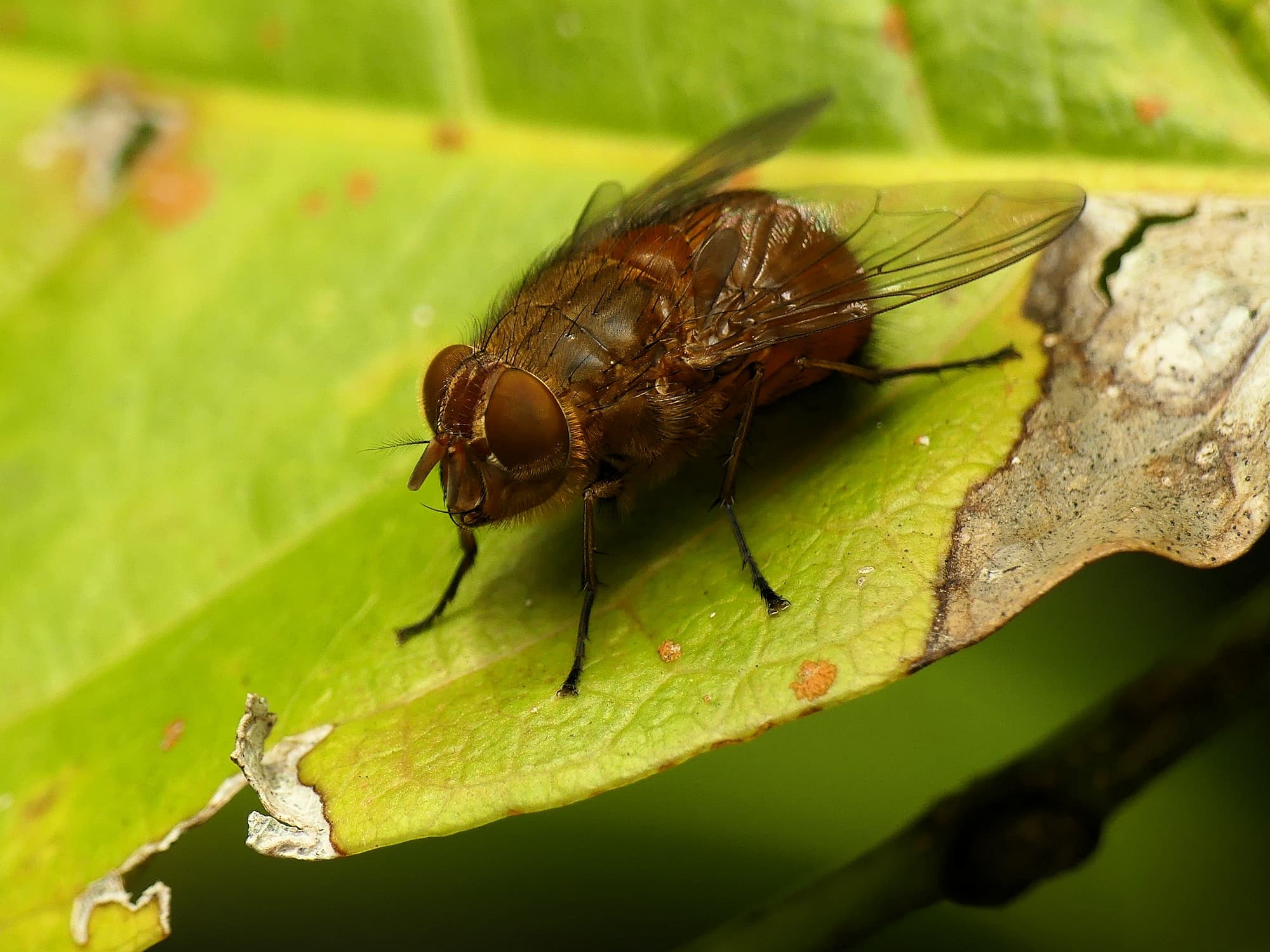 Calliphora ochracea Fly, Gold Coast QLD © Stefan Jones