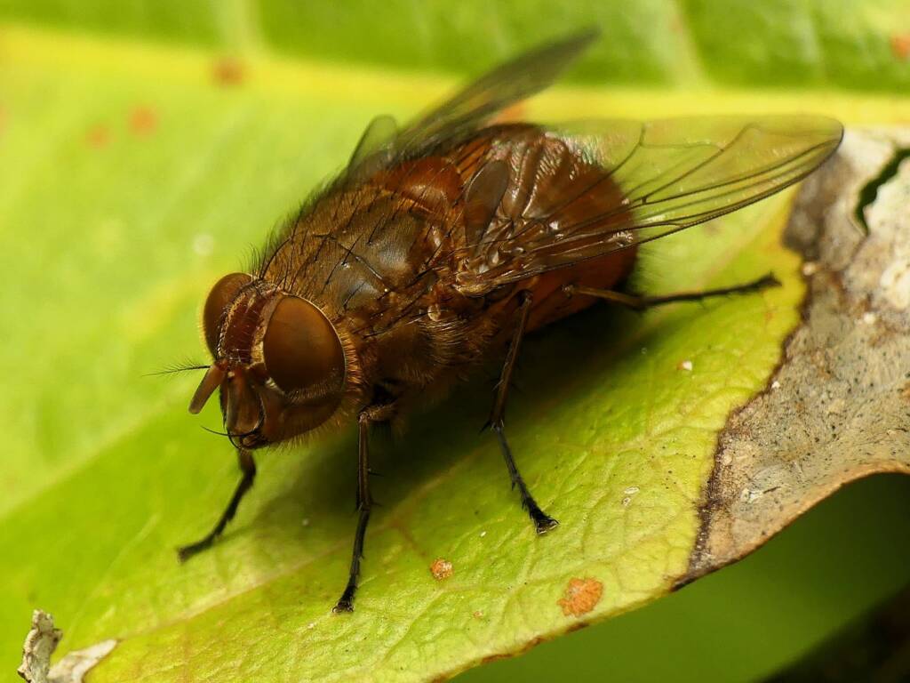 Calliphora ochracea Fly, Gold Coast QLD © Stefan Jones