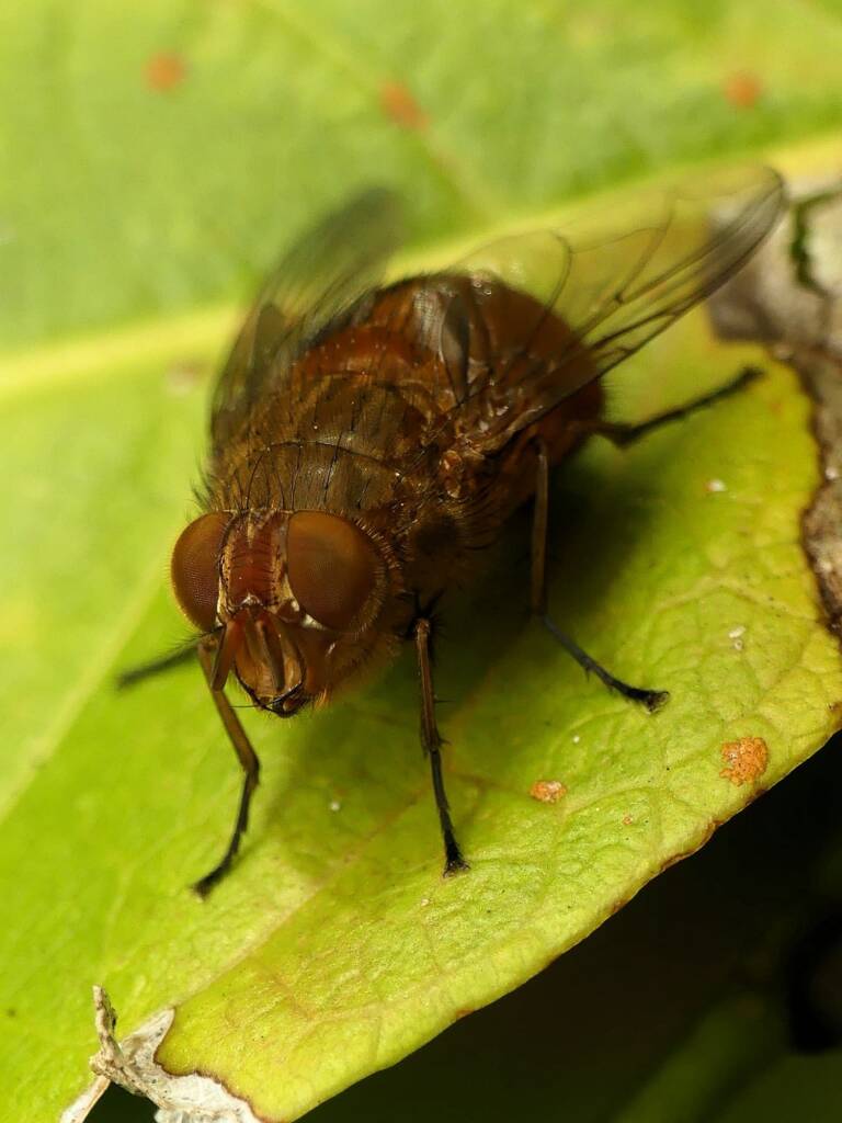 Calliphora ochracea Fly, Gold Coast QLD © Stefan Jones
