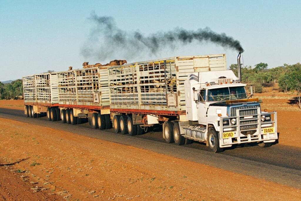 Road Train (transporting camels) © Hans Boessum