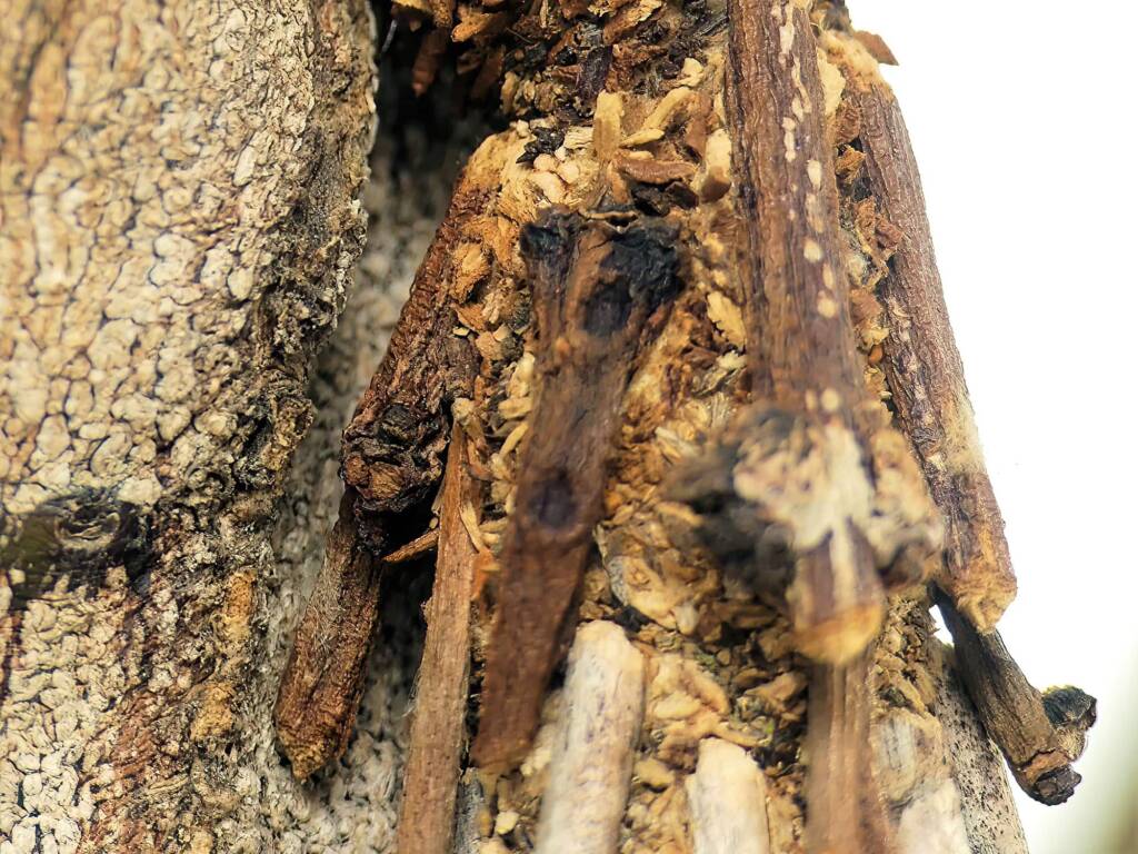 Case Moth (family Psychidae), Gold Coast QLD © Stefan Jones