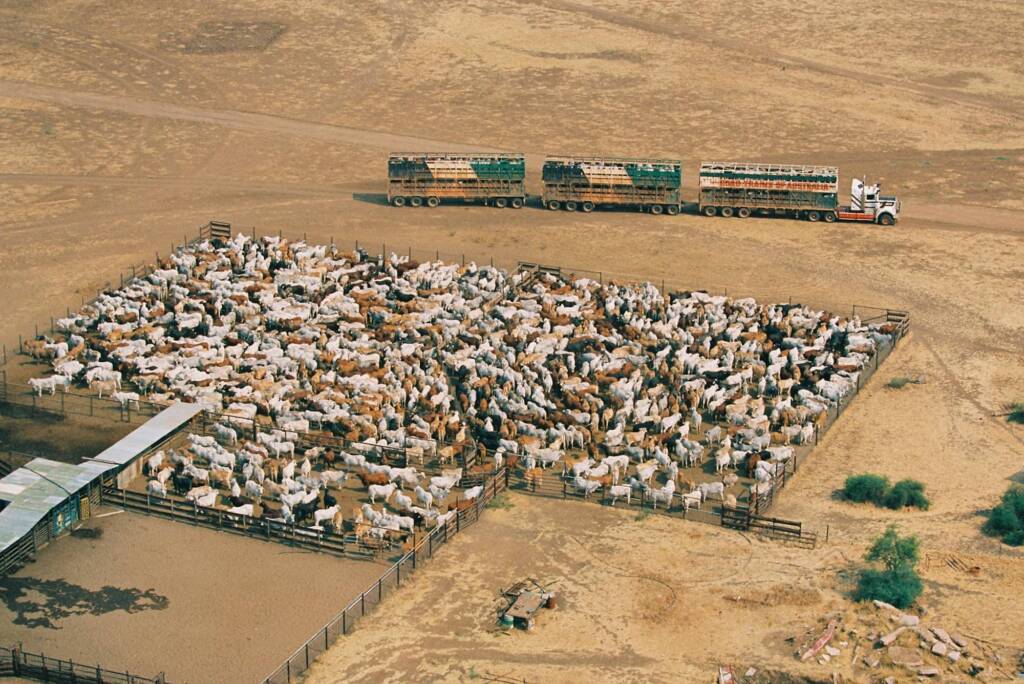 Cattle awaiting loading on road train © Hans Boessum