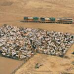 Cattle awaiting loading on road train © Hans Boessum