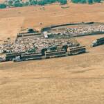 Cattle bing loaded on road trains © Hans Boessum